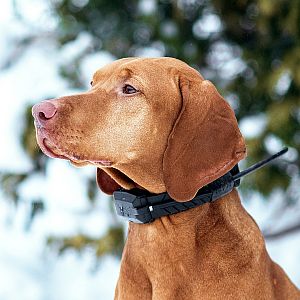 Functions and features of DOG GPS collars