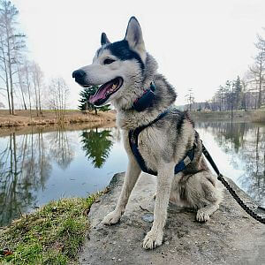 Funkcje i cechy lokalizatora GPS dla psa DOG GPS ultra