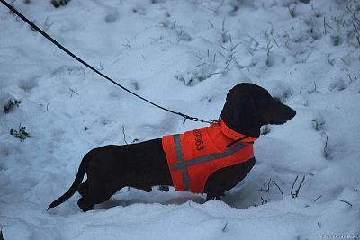 Klubová súťaž v love jazvečíkov s GPS obojkami Dogtrace