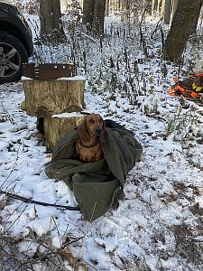 Klubowe zawody w polowaniu na jamniki z obrożami GPS Dogtrace