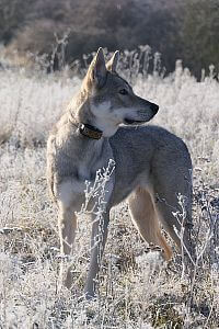 Nespočet získaných ocenění zásluhou elektronického výcvikového obojku