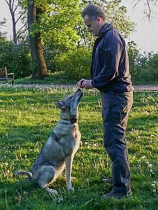 Saarloosův vlčák – Bayla Bayla Pett´s Wolf - nácvik přivolání