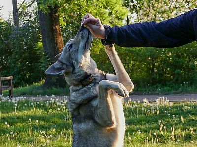 Saarloosův vlčák – Bayla Bayla Pett´s Wolf - výcvik