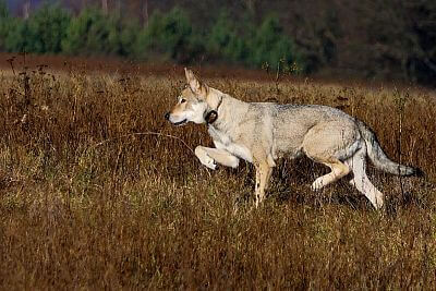 Saarloosův vlčák – Bayla Bayla Pett´s Wolf