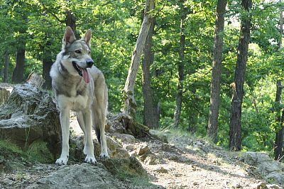 Saarloosův vlčák – Bayla Bayla Pett´s Wolf