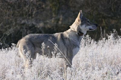 Saarloosův vlčák – Bayla Bayla Pett´s Wolf