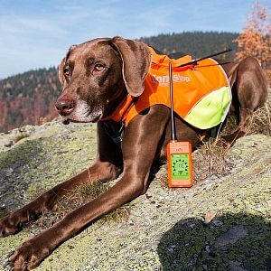 Vyhledávací zařízení DOG GPS X20 na loveckém psovi s ochranou vestou Dogtrace DOG GPS