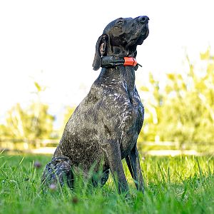 Vyhledávací zařízení DOG GPS X30 na ohaři
