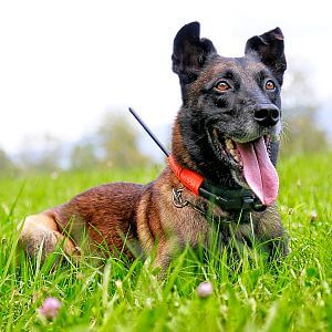 Vyhledávací zařízení DOG GPS X30B na ovčákovi