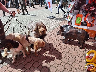 Výrobky Dogtrace na oblíbené výstavě Natura Viva 2025