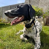 Electronic training collar for dogs d-control Edge 200