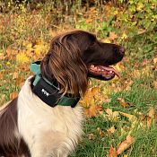 Fixačná páska SafeWrap pre trackery DOG GPS mini, ultra