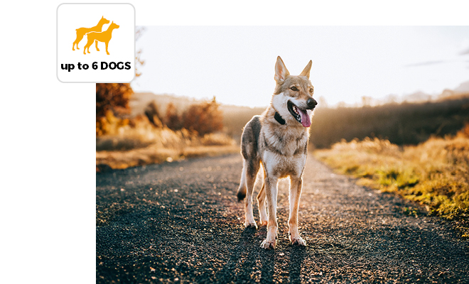 Communicate with the whole pack of dogs