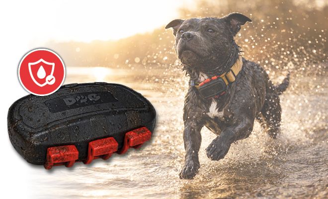 Designed for furry friends